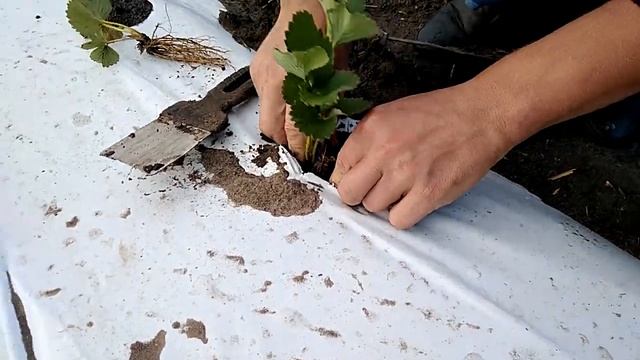 Быстрый способ посадки саженцев клубники смотреть онлайн