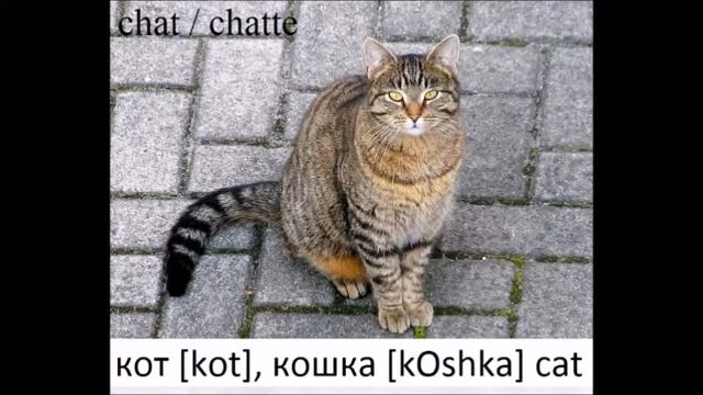 ANIMALS in Russian. Животные по-русски смотреть онлайн