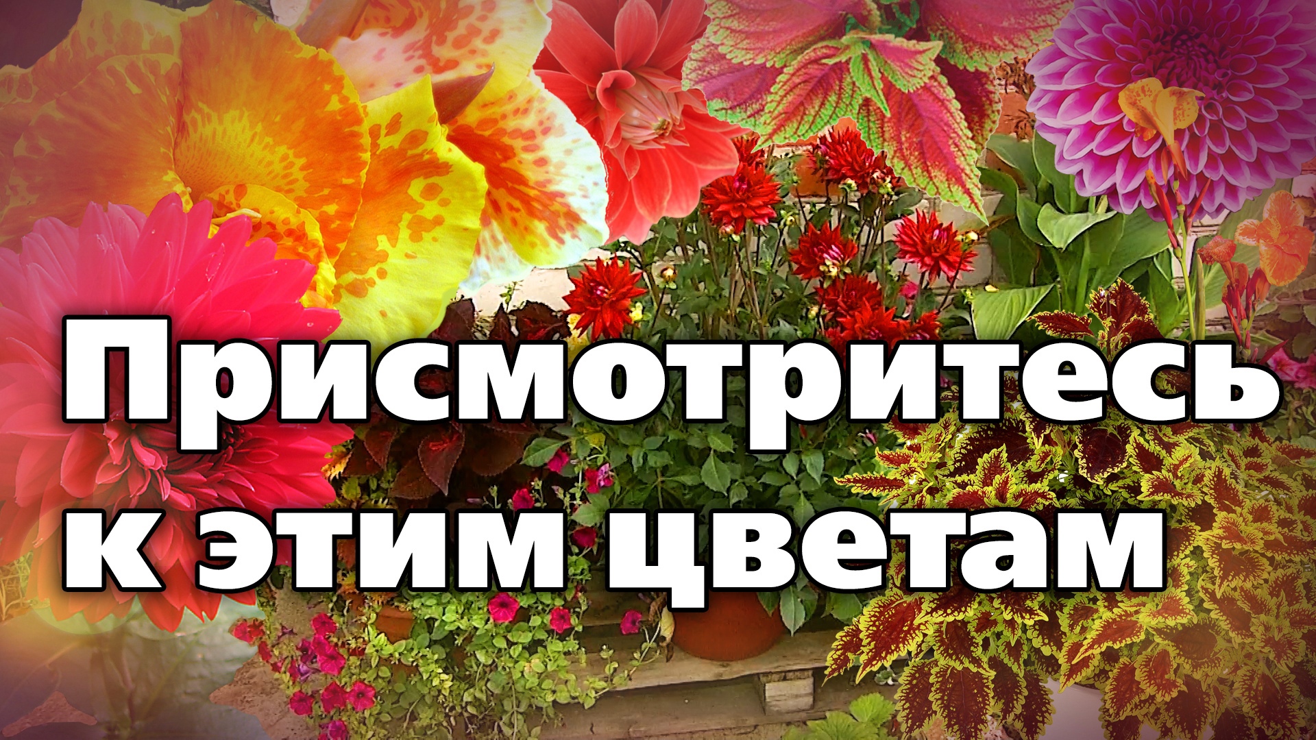 Кадочные растения. Интересные культуры для кадок и горшков смотреть онлайн