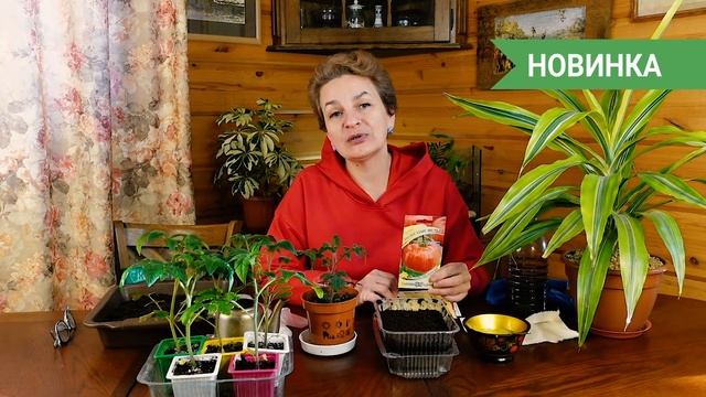 Отличный способ подготовки семян к посадке на рассаду ✅? | Замачивание семян томатов смотреть онлайн
