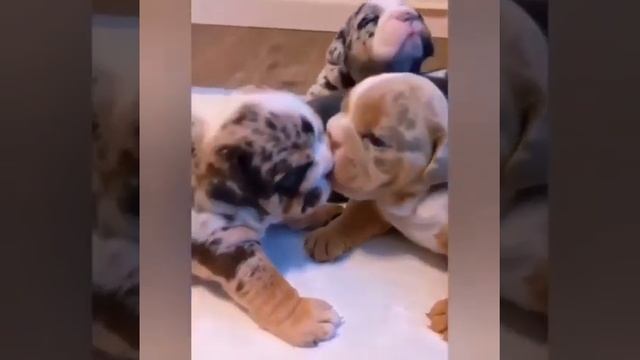 ? Счастливые щенки. Кaкaя же милотa, милейшее видео❤️? смотреть онлайн