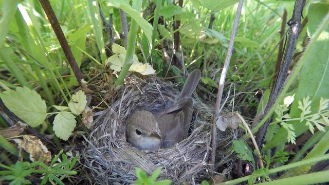 Северная Бормотушка гнездо 170626 2 ч1 яйцо и птенцы 1 5 смотреть онлайн