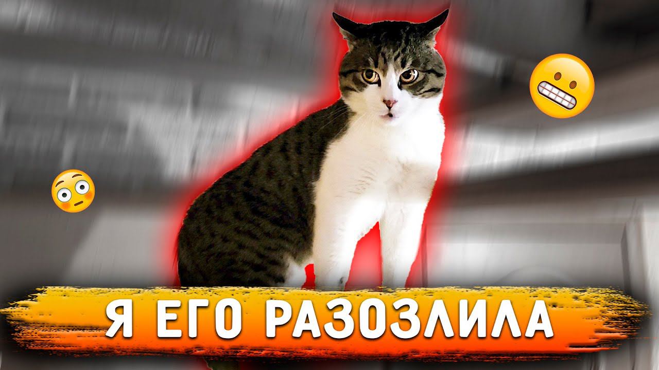 Я довела Басю. Рана Кузи ЗАЖИЛА. Наконец нашли хороший когтерез Нукеру. У кошек новый ПОДАРОК. смотреть онлайн