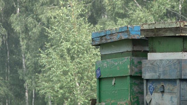 Семейная пасека Богомоловых 2017 89139037526 смотреть онлайн