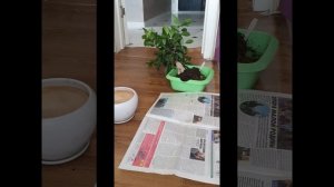 Фикус микрокарпа. Весенняя пересадка 31.03.23