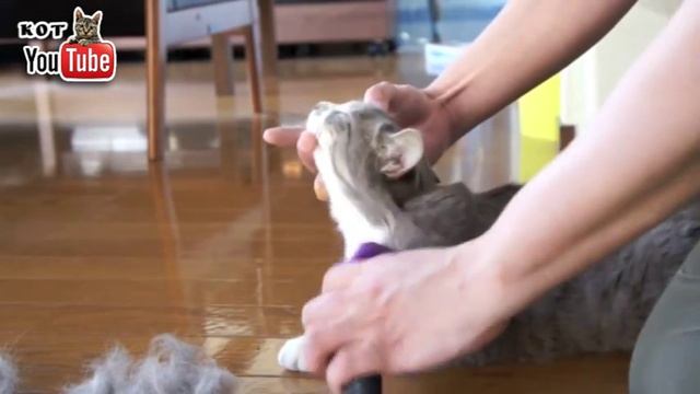 #11 КОТ | CAT смотреть онлайн