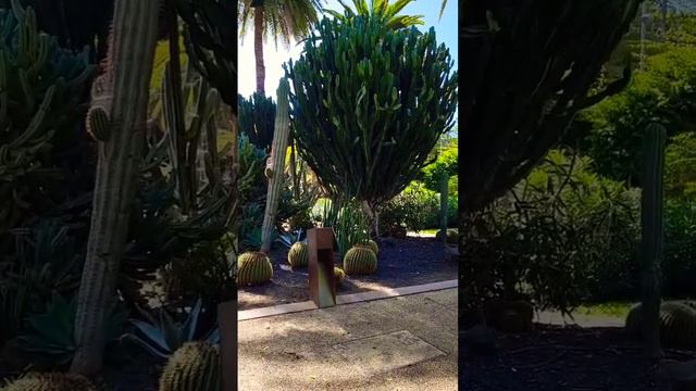 Кактус ростом 10 метров 🤓 смотреть онлайн