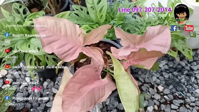 ราคาต้นไม้ ขายไม้มงคล ออมชมพู พลูงาช้าง อโกลนีมา ออมมณี บอนสี พลูแอปเปิ้ล พลูฉลุ พลูฉีก смотреть онлайн