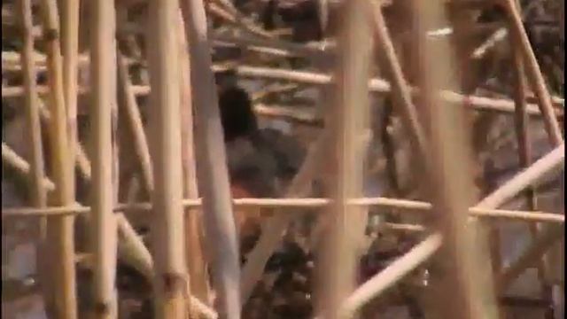 25,04, Утка Чомга сидит на кладке с яйцами смотреть онлайн