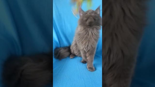 DarMax Harry смотреть онлайн