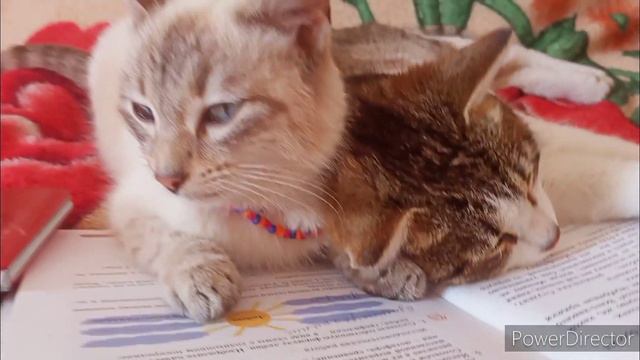короче говоря это успех (оригинал канал OneTwo)#кот #котэ #коты #корочеговоря смотреть онлайн