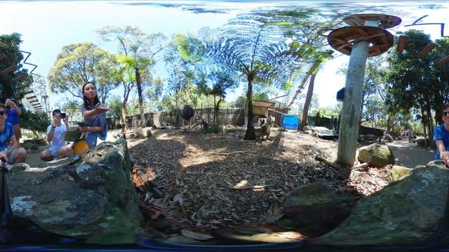 Kangaroos in 360° VR Small Wallaby Baby at Taronga Zoo Sydney Australia смотреть онлайн