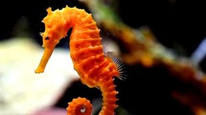 Интересные факты о морских коньках