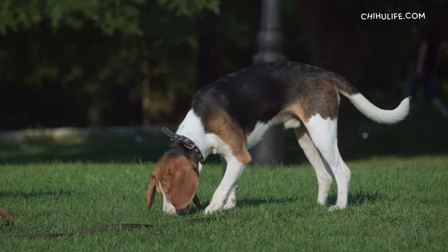 Estonian Hound Dog Breed Information смотреть онлайн
