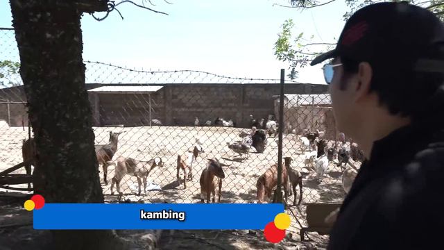 FARM TOUR! Welcome sa Aming Family Farm (Hacienda Azucena) | Ramon Bong Revilla Jr. Vlogs смотреть онлайн