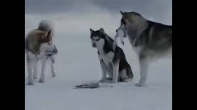 Самые преданные собаки хаски/The most devoted husky dogs смотреть онлайн