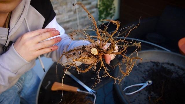 First Trunk Chop on an Apple Bonsai Tree - Grown from Seed смотреть онлайн