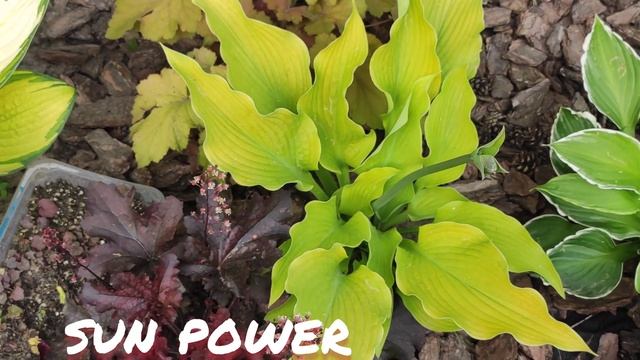 Хоста сорт Sun power смотреть онлайн