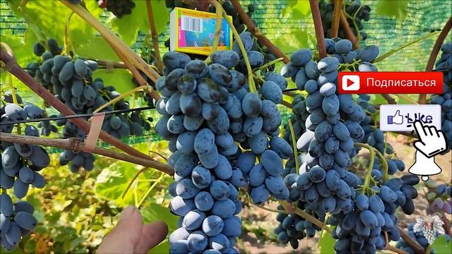 Виноград Кишмиш Фейз – заменит ли он Кишмиш Юпитер?