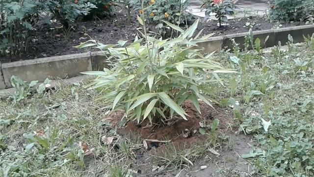 Бамбук из семян (ч.7) смотреть онлайн