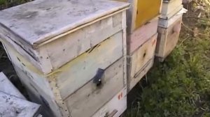 срывание роевых маточников чтобы пчелы не роились - что будет дальше с семьей пчел