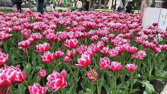 Парк Цветник???Пятигорск/Море тюльпанов смотреть онлайн