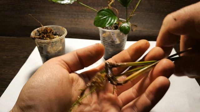 ГЛАВНАЯ ПРОБЛЕМА АНУБИАСОВ. РИЗОМНАЯ ГНИЛЬ. СОСУДИСТЫЙ БАКТЕРИОЗ смотреть онлайн