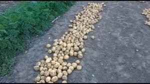 Картофель сорта Коломбо