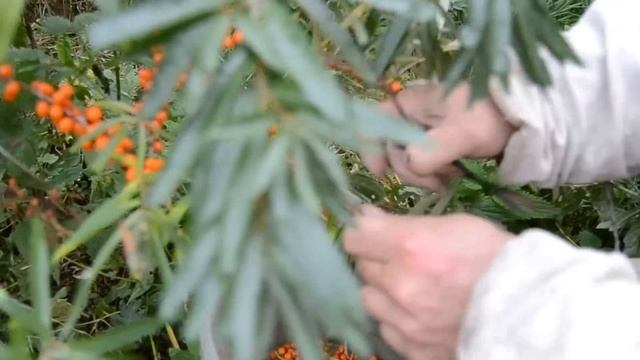 Облепиха.Лёгкий способ сбора. смотреть онлайн