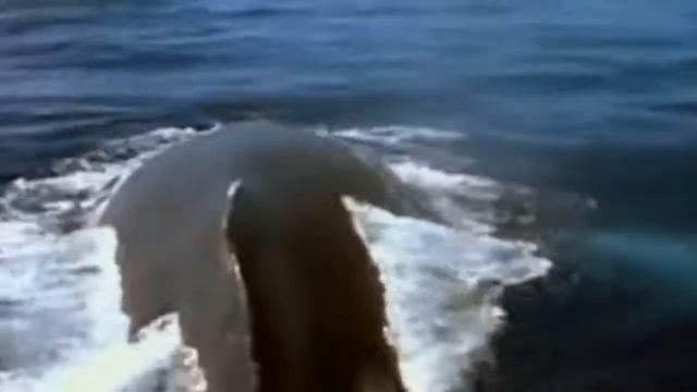 КЛИП МАРА ГЕРЦ-СИНИЕ КИТЫ АВАТАРИЯ