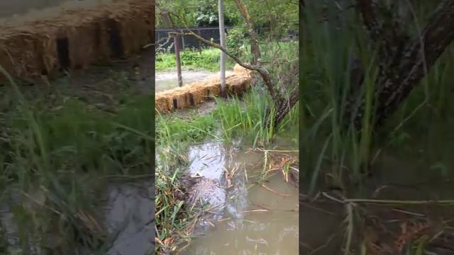 Очистка дна водоема от ила смотреть онлайн