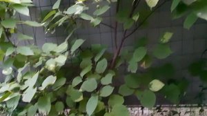 АКТИНИДИЯ КОЛОМИКТА. САМОПЛОДНАЯ (мини-киви).