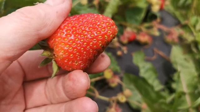 #клубника Неубиваемый сорт, хотели убрать смотреть онлайн