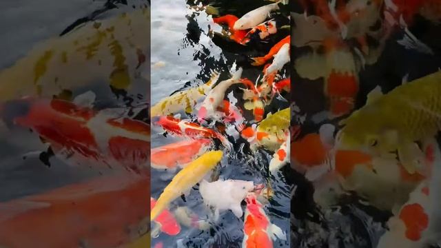 Красивое рядом! смотреть онлайн
