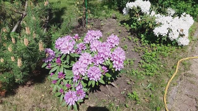 Flowers in early Summer смотреть онлайн