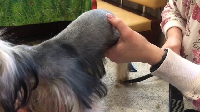 Стрижка с юбочкой, 6 месячного щенка мини йорка. Стрижём в домашних условиях)))) смотреть онлайн