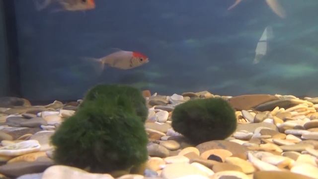 Кладофора шаровидная. Не все водоросли одинаково БЕСполезны смотреть онлайн