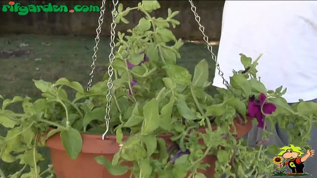 Petunias смотреть онлайн