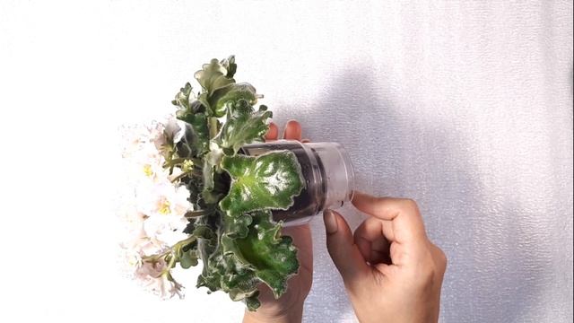 ФИАЛКА ЛЕ Злато Скифов смотреть онлайн