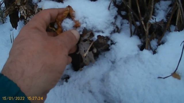 Грибы зимой в январе Гриб похожее на зимний опенок смотреть онлайн