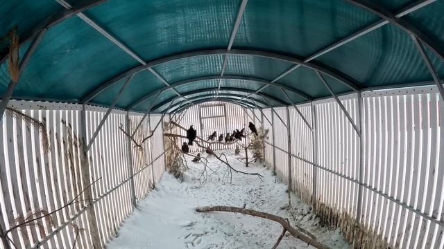 Совы, канюки и аисты смотреть онлайн