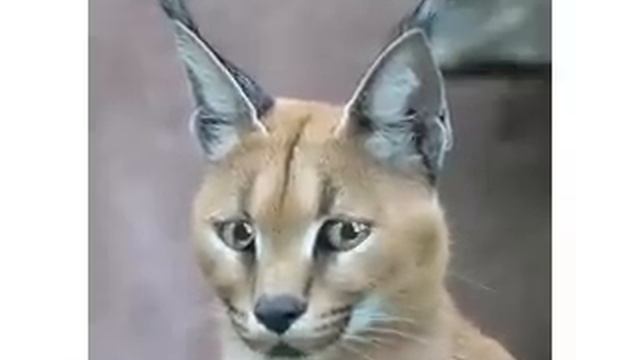 Singing Lynx Caracal Singing Cat Huey Piano Smith Rocking Pnuemonia and the Boogie Woogie Flu. смотреть онлайн