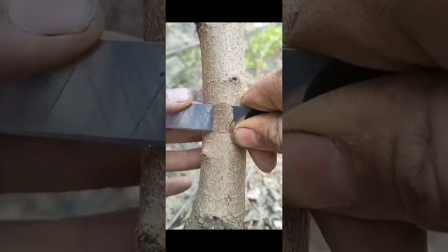 Daraxt Payvand Qilish. Payvandlashning Turli Usullari.