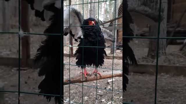 Центр спасения хищных птиц Холзан смотреть онлайн