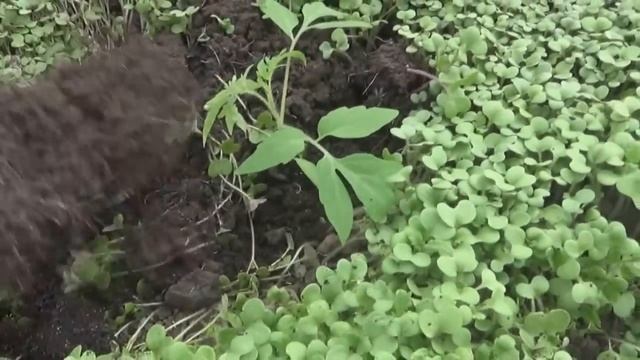 Посадка помидоров в горчицу