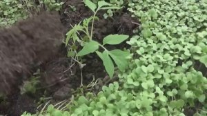 Посадка помидоров в горчицу