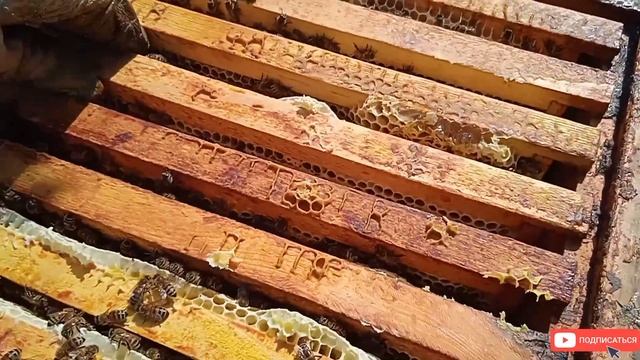 27 июня 2022 г. майский мед от пчел Бакфаст это реально?!) смотреть онлайн