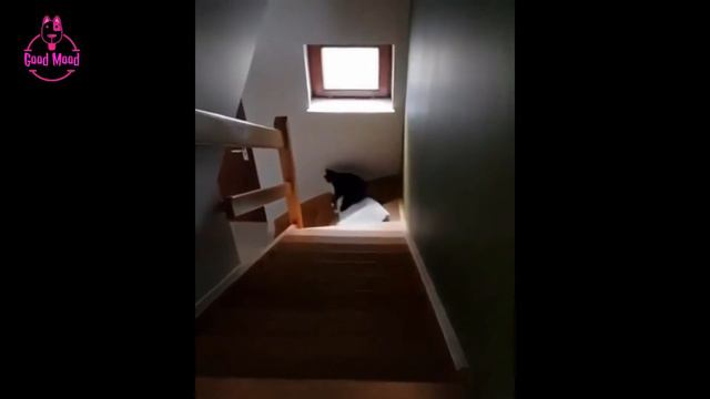 А вы видели общительного кота? Посмотри и улыбнись! смотреть онлайн