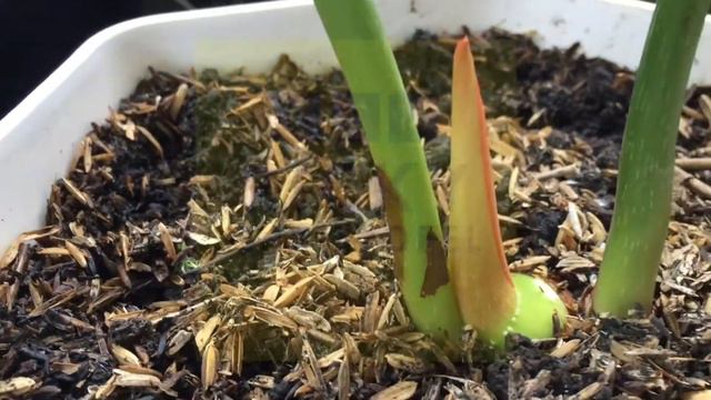 Philodendron Gloriosum