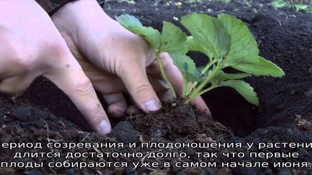Клубника Лорд — описание сорта смотреть онлайн